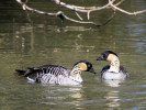 Hawaiian Goose (WWT Slimbridge March 2011) - pic by Nigel Key